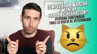 ¿Tendrá mi gato comportamientos de celo tras la castración?