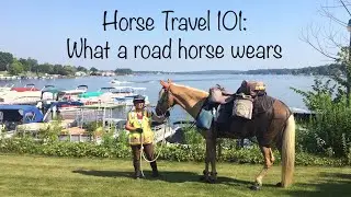 Horse Travel 101: What Apollo Wears