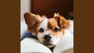 Depths of Dog's Calm