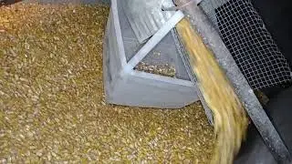 Corn cleaning