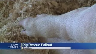 Pig Rescue Fallout