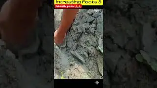 Interesting Facts 5 | #shorts  #shortsfeed  #youtubeshorts