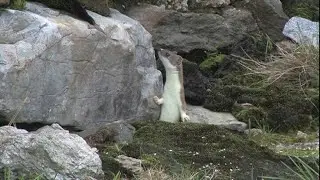 I magnifici sette - I mustelidi italiani