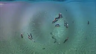 Shark Sanctuary Final Cut