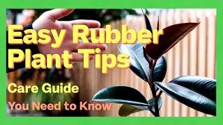 Rubber Plant Care: Expert Tips to Stop Leaves from Falling Off