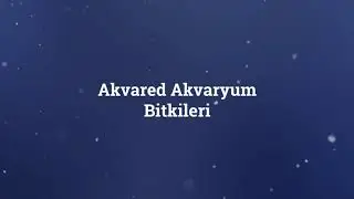Akvared Akvaryum Bitkileri - Hygrophila polysperma