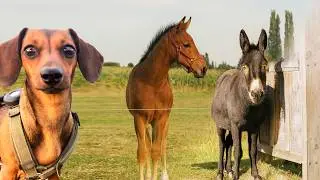 Мини такса встречает жеребёнка&hellip; и даже ослы в полном шоке! 🐶🐴