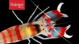 How do ultrafast snapping shrimp close their claws so quickly?