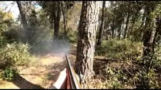 Chasse au sanglier gros solitaire