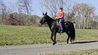 Joan Jett 14 year old super gentle gaited mare in Kentucky 
