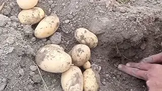 How To Process Potatoes 🥔🥔🥔 in Panjab land ترتیب بدست اوردن کچالو ز کشت زار زمین پنجاب