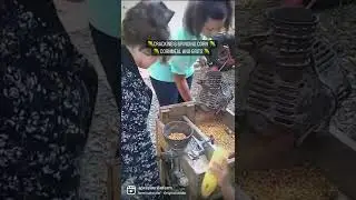Cracking and grinding corn into cornmeal and grits
