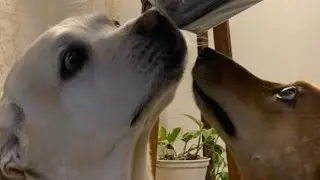 Ex servicemen from  Indian Army warrior  Pet Lover is live!