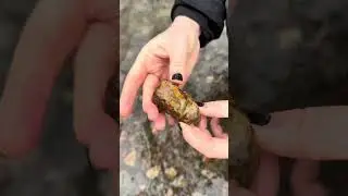 Она нашла красивый агат! Найден на юго-западе штата Вашингтон. 🌲 #поисккамней #камни #агат #удачница