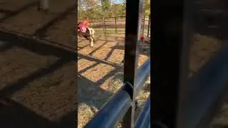 Wild ride #buckedoff #buckingbronco #ponies #falling