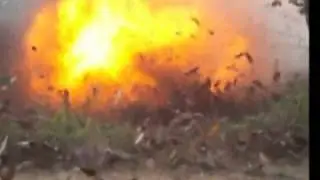 explosivo annmal