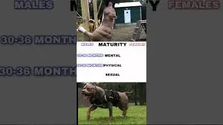 Male vs Female | American Bully XL 🔥🔥🔥🔥🔥