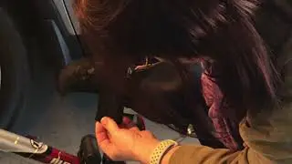 Lycra Bike Seat Repair
