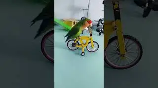 parrot learns to ride a bike! #shorts #youtubeshorts