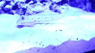 Goby Cleaning Sand
