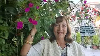Don Diego de noche! (Mirabilis jalapa)