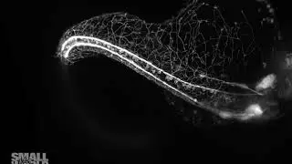 Zebrafish Embryo Growing Its Elaborate Sensory Nervous System | 2018 Nikon Small World