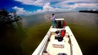 nonstop inshore action