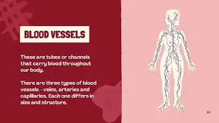 Human circulatory system #humancirculatorysystem#blood#heart#vessels