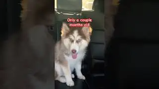 That&rsquo;s my puppy dog🥹❤️couple months Vs a year#dogsshorts #husky #doggielife #puppy #funny #cute