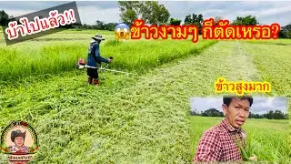 บ้าไปแล้ว😱ตัดต้นข้าวทำไมในเมื่อข้าวสวยมาก และถ้าไม่ตัดจะเป็นอะไรไหม #ตัดใบข้าว #ตัดข้าว #ตัดต้นข้าว