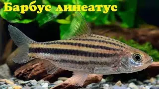 Барбус линеатус - Striuntius lineatus