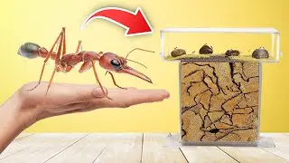 I Spent $500 on a Giant Bull Ant Queen: Here's What Happened