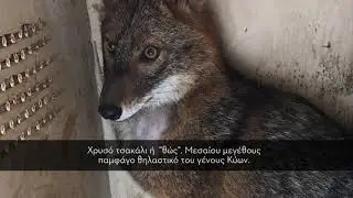 Απελευθέρωση τσακαλιού από την ΑΝΙΜΑ