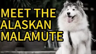 Meet The Alaskan Malamute,#AlaskanMalamute #DogBreeds #Malamute #SledDogs #DogLovers #FluffyDogs
