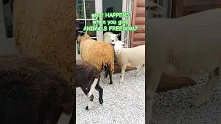 FARM ANIMALS LOVE SURPRISING MUM! &hearts;️ #farmlife #animals #shortsfeed