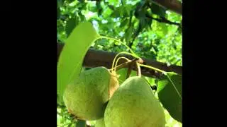 HeritageFruitTreeProjectV2