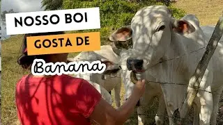Pelo visto banana não é só pra macaco  😅