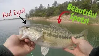 Lake Camanche Holds Beautiful Bass!!