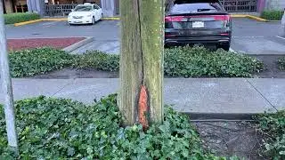Tree wounds can get infected! 