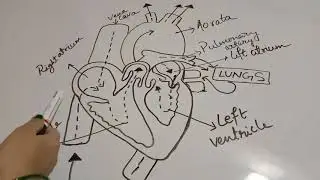 THE HEART @TheNumericalKusumTiwari #StructureofHeart #FunctionofHeart