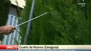 C&oacute;mo combatir la enfermedad de los setos