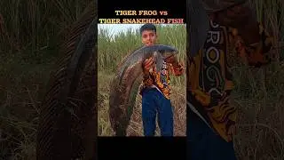 PROGGY KR TIGER FROG vs TIGER SNAKEHEAD FISH #krfishhunter