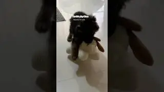 German shepherd play time| German shepherd puppy| puppy | puppylove |gsd reaction #puppyvideos