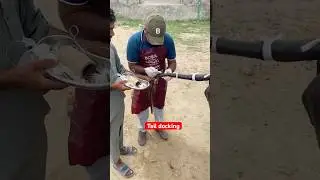 Tail docking | vet surgery | Tail Petrifaction| vet dr mudassir| #beach #petfish #wagyourtail #pet