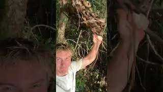 Come Play in My Adult Treehouse 🌳🏠