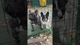 Семья.Иама, пара и ребенок Хонер.