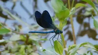 calopteryx virgo - insects of Greece