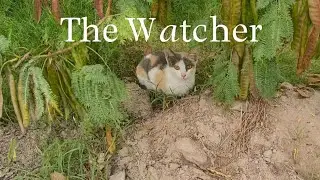 The Leap | Skybound Whiskers | The Palm Tree Challenge