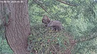 Filming Honey Buzzards (Pernis apivorus) 2025, Wildlife Windows Ltd.