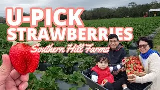 🍓 Strawberry Picking/ WALKING TOUR of a STRAWBERRY FARM in Clermont Florida USA